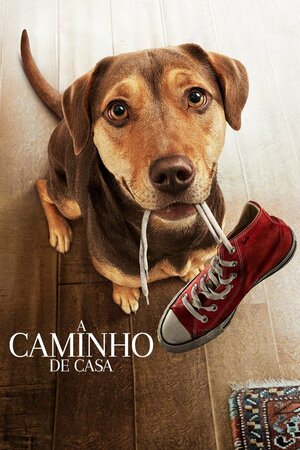 Poster Filme